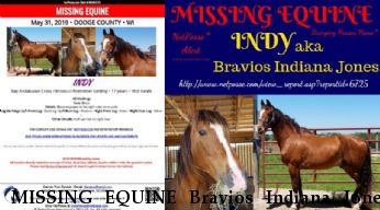 MISSING EQUINE Bravios Indiana Jones aka Indy - CLOSED/LOCATED Near Iron Ridge , WI, 53035